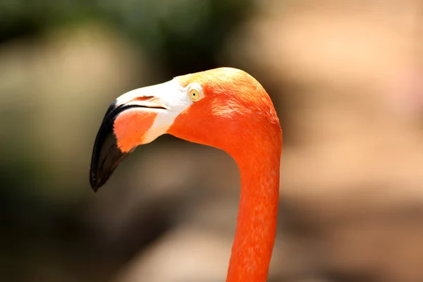 Flamingo in Großaufnahme — Stockfoto