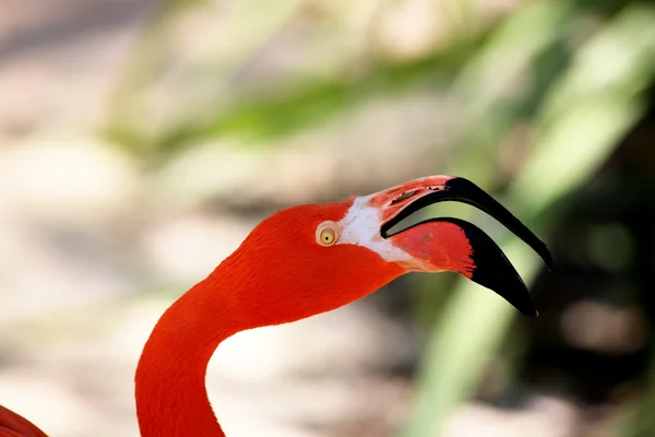 Flamingo in close-up — Stock Photo, Image