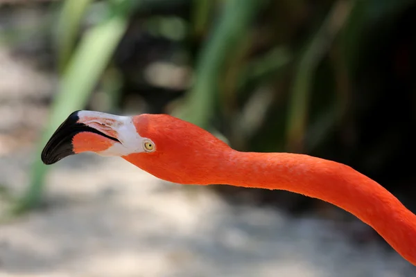 Flamingo em close-up — Fotografia de Stock