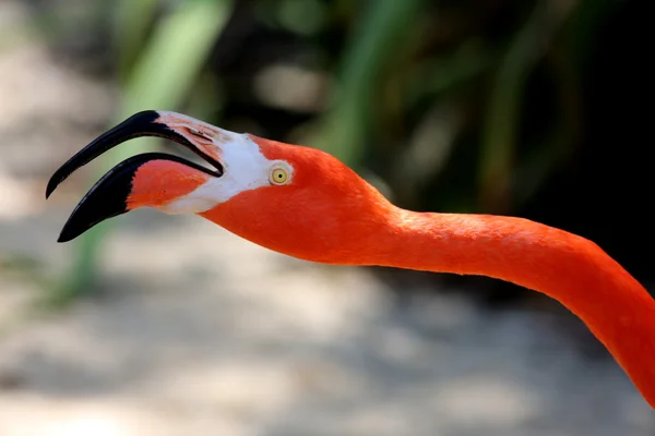 Flamingo in close-up — Stock Photo, Image