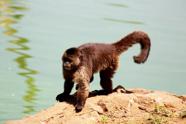Opice caiarara — Stock fotografie