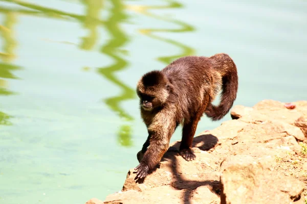 Macaco Caiarara — Fotografia de Stock