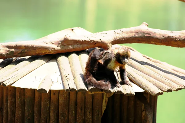 Gulbröst capuchin — Stockfoto