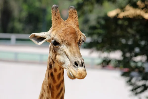 Giraffe in close-up — Stock Photo, Image