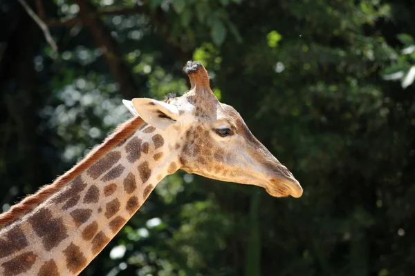 Giraffe in close-up — Stock Photo, Image