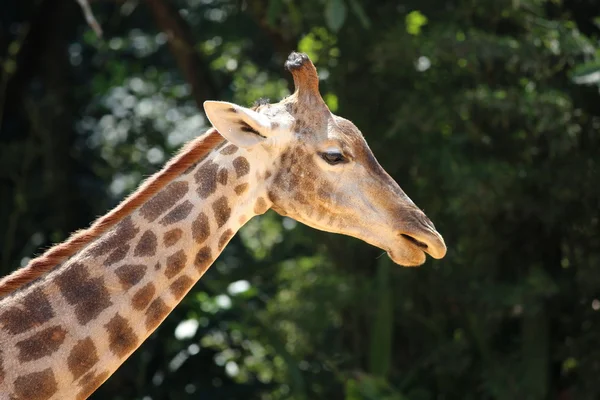 Giraffe in close-up — Stock Photo, Image