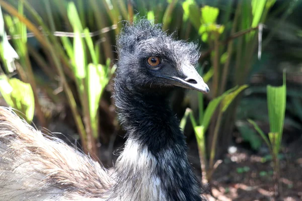 Emu Nahaufnahme — Stockfoto