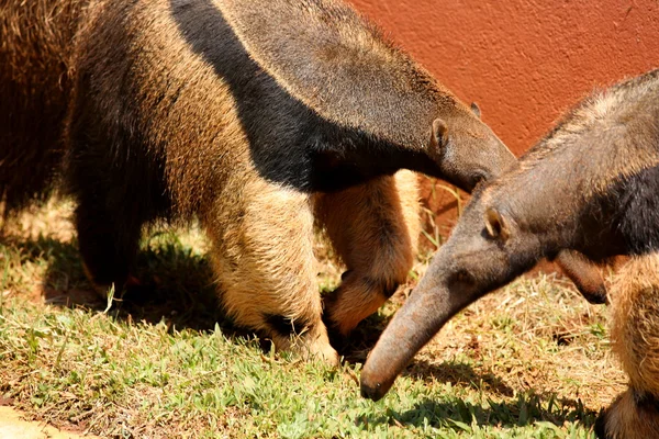 Giant anteater — Stock Photo, Image