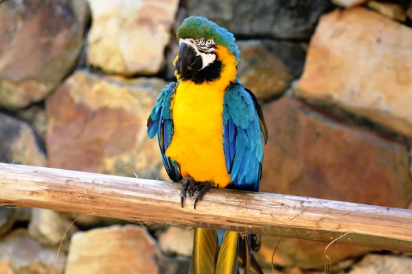 Pájaro guacamayo — Foto de Stock