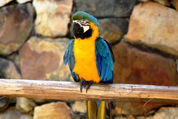 Pájaro guacamayo — Foto de Stock