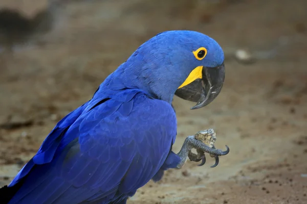 Guacamayo blu — Foto de Stock