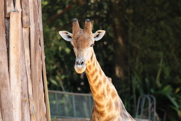 Giraffe in close-up — Stock Photo, Image