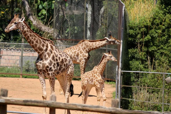 Girafas — Fotografia de Stock