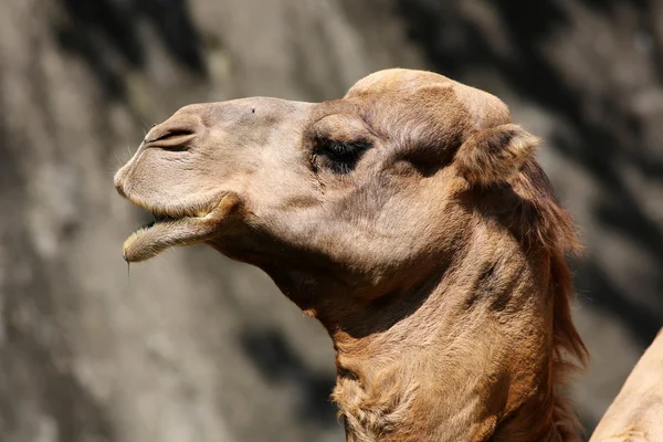 Dromedary in close-up — Stock Photo, Image