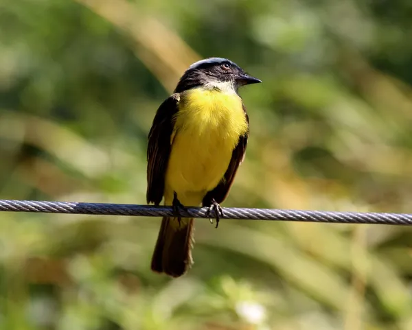 Pitangus sulphuratus —  Fotos de Stock