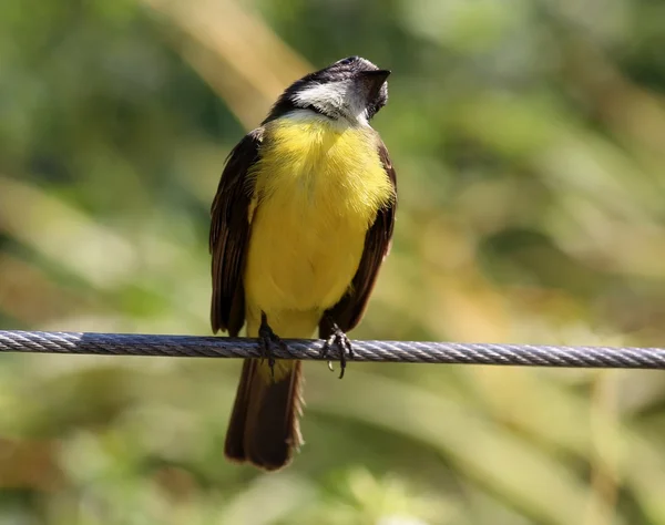 Pitangus sulphuratus – stockfoto