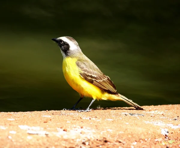 Pitangus sulphuratus — Zdjęcie stockowe