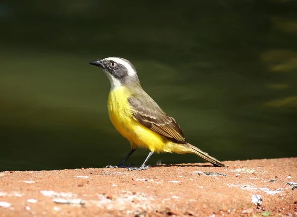 Pitangus sulphuratus — Foto de Stock