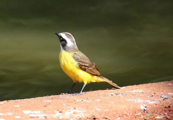 Pitangus sulphuratus — Foto de Stock