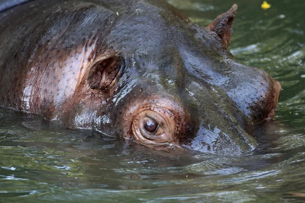 Nilpferd in Großaufnahme — Stockfoto