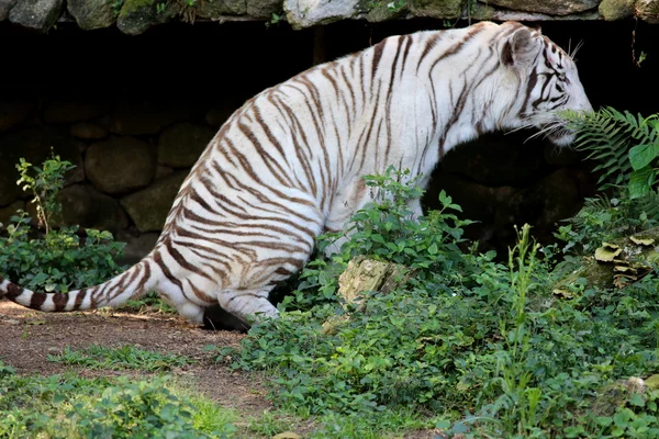 Tigre bianca — Foto Stock