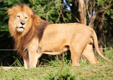 Aslan profili