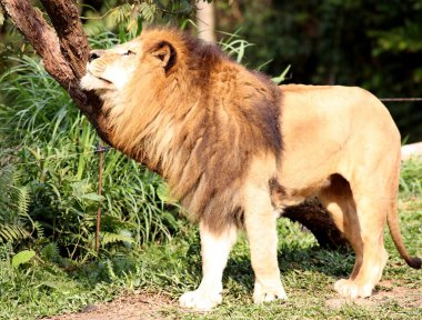 Aslan profili