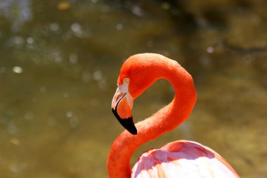 Flamingo, yakın çekim