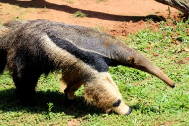 Giant anteater clipart