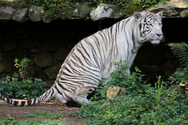 Tigre bianca — Foto Stock