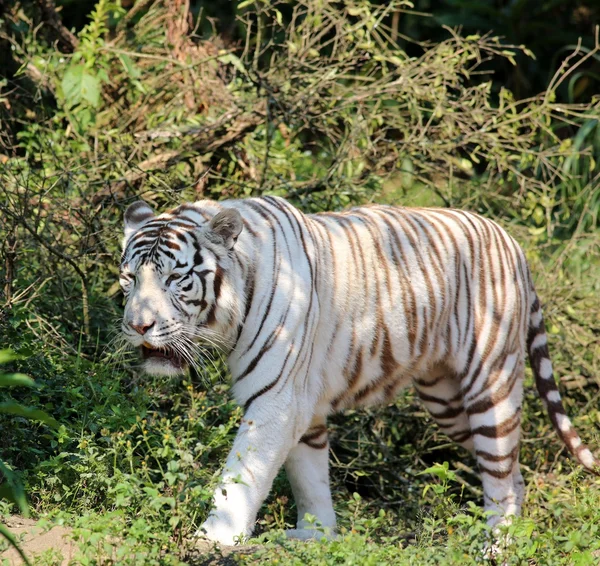 Bílý tygr — Stock fotografie