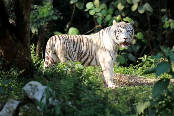 Tigre bianca — Foto Stock