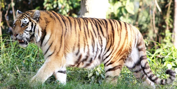 Siberian tiger walking — Stock Photo, Image