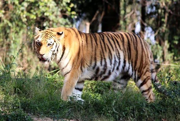 Siberian tiger walking — Stock Photo, Image