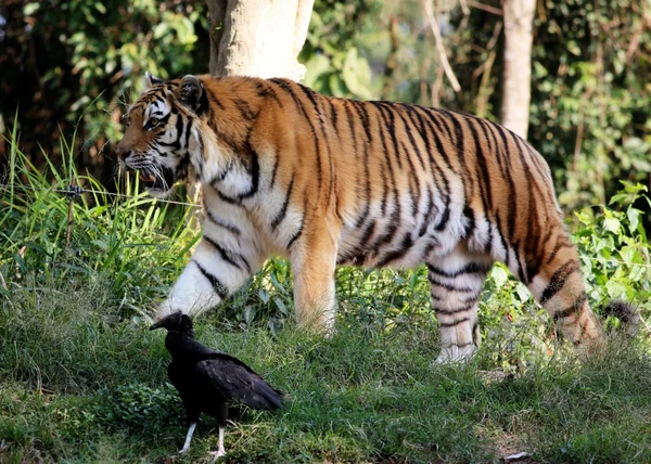 Tygrys syberyjski, krótkiego spaceru — Zdjęcie stockowe