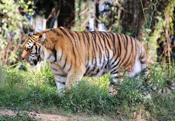 Tigre siberiano andando — Fotografia de Stock