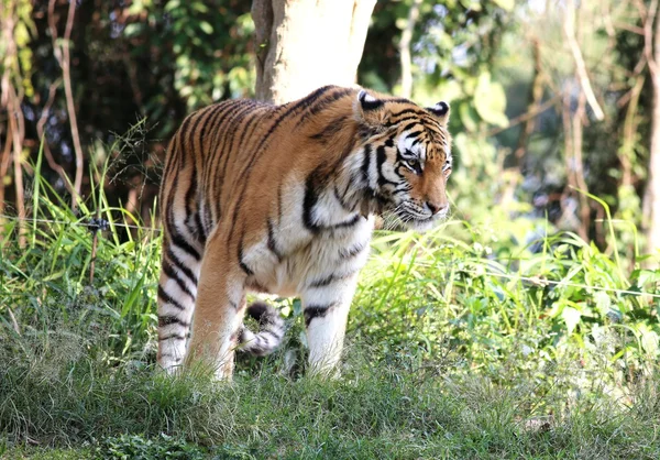 Sibirisk tiger går - Stock-foto