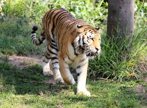 Tigre siberiano caminando — Foto de Stock
