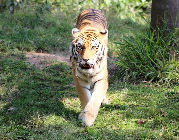 Szibériai tigris séta — Stock Fotó