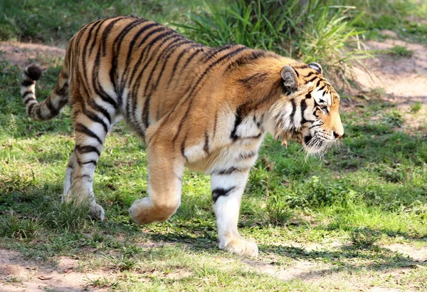 Tigre siberiano caminando — Foto de Stock