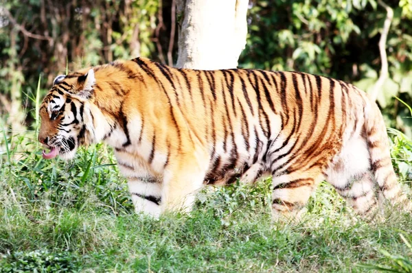 Sibirisk tiger går - Stock-foto