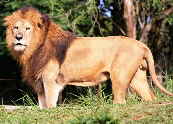 León en perfil — Foto de Stock