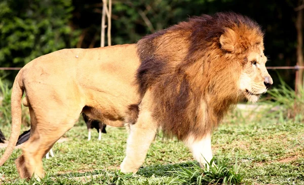 León en perfil —  Fotos de Stock