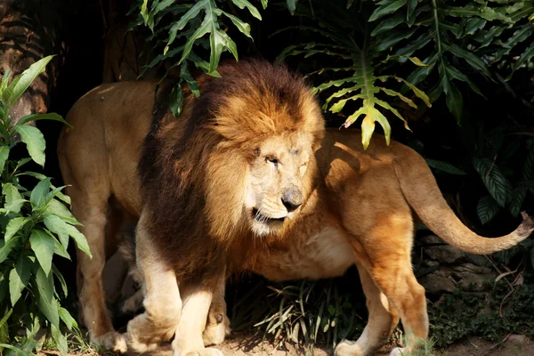 León y leona Descanso nocturno —  Fotos de Stock