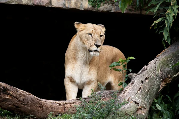 Leona en el zoológico — Foto de Stock