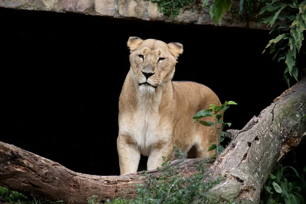 Leona en el zoológico —  Fotos de Stock