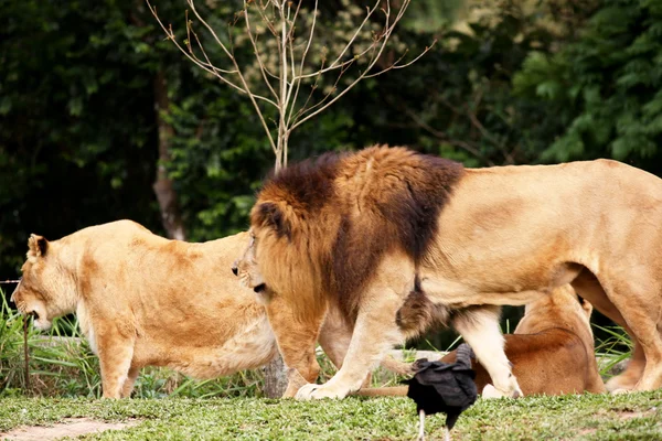 León y leona Descanso nocturno — Foto de Stock