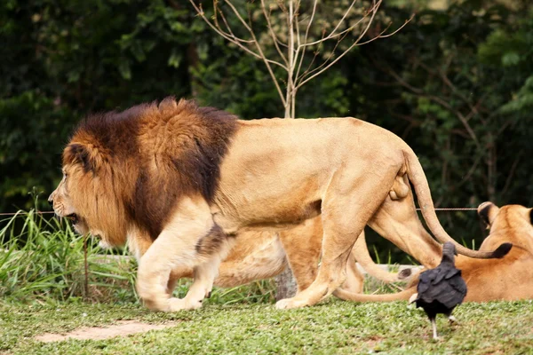 Leão e Leoa Descanso noturno — Fotografia de Stock