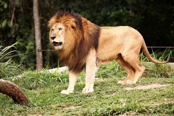 Löwe im Profil — Stockfoto