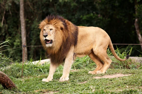 Leão em perfil — Fotografia de Stock